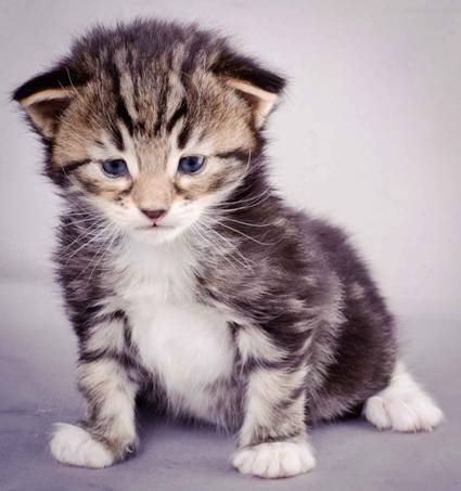 Description: J:\Pictures\M-kull\M-kull_3_weeks\20101210_M-kull_3_weeks_0004.jpg