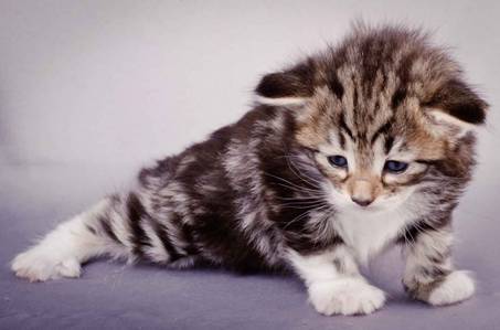 Description: J:\Pictures\M-kull\M-kull_3_weeks\20101210_M-kull_3_weeks_0032.jpg