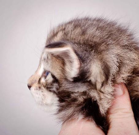 Description: J:\Pictures\M-kull\M-kull_3_weeks\20101210_M-kull_3_weeks_0024.jpg