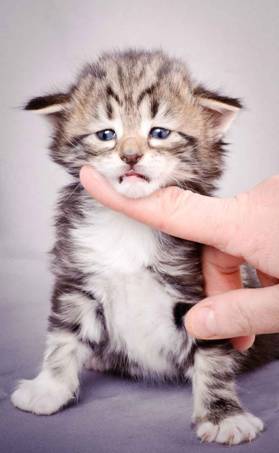 Description: J:\Pictures\M-kull\M-kull_3_weeks\20101210_M-kull_3_weeks_0023.jpg