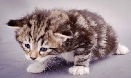 Description: J:\Pictures\M-kull\M-kull_3_weeks\20101210_M-kull_3_weeks_0019.jpg