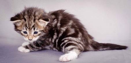 Description: J:\Pictures\M-kull\M-kull_3_weeks\20101210_M-kull_3_weeks_0034.jpg