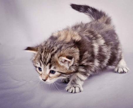 Description: J:\Pictures\M-kull\M-kull_3_weeks\20101210_M-kull_3_weeks_0049.jpg