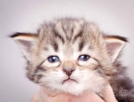 Description: J:\Pictures\M-kull\M-kull_3_weeks\20101210_M-kull_3_weeks_0042.jpg