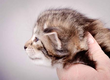 Description: J:\Pictures\M-kull\M-kull_3_weeks\20101210_M-kull_3_weeks_0041.jpg