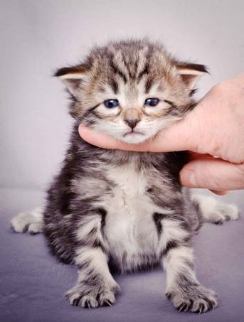 Description: J:\Pictures\M-kull\M-kull_3_weeks\20101210_M-kull_3_weeks_0040.jpg