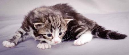 Description: J:\Pictures\M-kull\M-kull_3_weeks\20101210_M-kull_3_weeks_0073.jpg