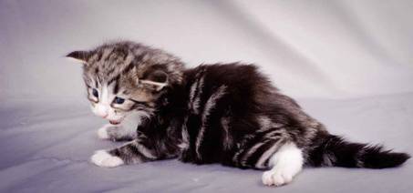 Description: J:\Pictures\M-kull\M-kull_3_weeks\20101210_M-kull_3_weeks_0072.jpg