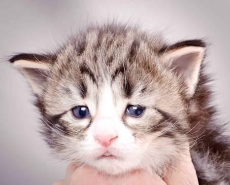 Description: J:\Pictures\M-kull\M-kull_3_weeks\20101210_M-kull_3_weeks_0069.jpg