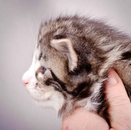 Description: J:\Pictures\M-kull\M-kull_3_weeks\20101210_M-kull_3_weeks_0068.jpg