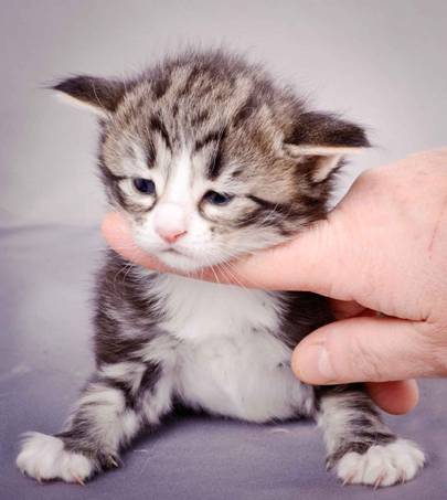 Description: J:\Pictures\M-kull\M-kull_3_weeks\20101210_M-kull_3_weeks_0067.jpg