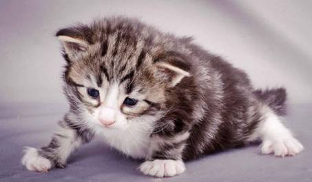 Description: J:\Pictures\M-kull\M-kull_3_weeks\20101210_M-kull_3_weeks_0078.jpg