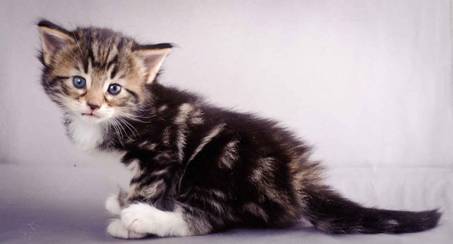 Description: J:\Pictures\M-kull\M-kull_4_weeks\20101217_M-kull_4_weeks_0015.jpg