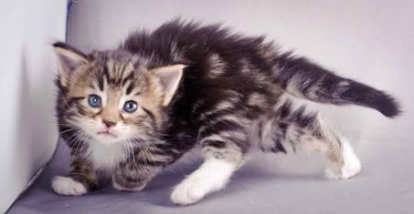 Description: J:\Pictures\M-kull\M-kull_4_weeks\20101217_M-kull_4_weeks_0011.jpg