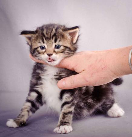 Description: J:\Pictures\M-kull\M-kull_4_weeks\20101217_M-kull_4_weeks_0009.jpg