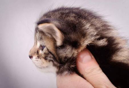 Description: J:\Pictures\M-kull\M-kull_4_weeks\20101217_M-kull_4_weeks_0007.jpg