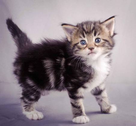 Description: J:\Pictures\M-kull\M-kull_4_weeks\20101217_M-kull_4_weeks_0016.jpg