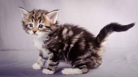 Description: J:\Pictures\M-kull\M-kull_4_weeks\20101217_M-kull_4_weeks_0030.jpg