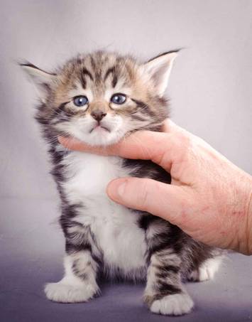 Description: J:\Pictures\M-kull\M-kull_4_weeks\20101217_M-kull_4_weeks_0029.jpg