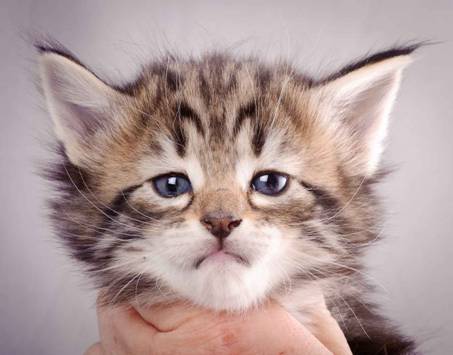 Description: J:\Pictures\M-kull\M-kull_4_weeks\20101217_M-kull_4_weeks_0028.jpg