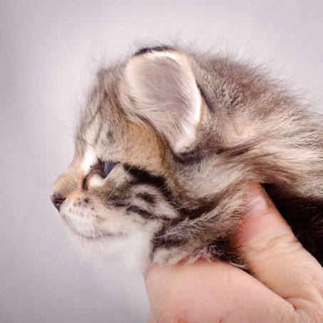 Description: J:\Pictures\M-kull\M-kull_4_weeks\20101217_M-kull_4_weeks_0026.jpg