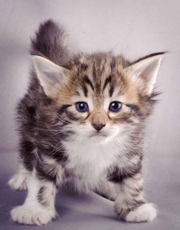 Description: J:\Pictures\M-kull\M-kull_4_weeks\20101217_M-kull_4_weeks_0022.jpg