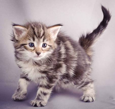 Description: J:\Pictures\M-kull\M-kull_4_weeks\20101217_M-kull_4_weeks_0051.jpg