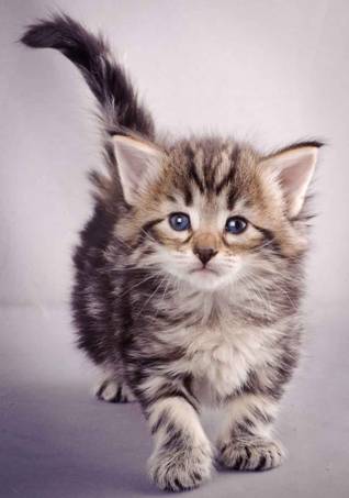 Description: J:\Pictures\M-kull\M-kull_4_weeks\20101217_M-kull_4_weeks_0054.jpg