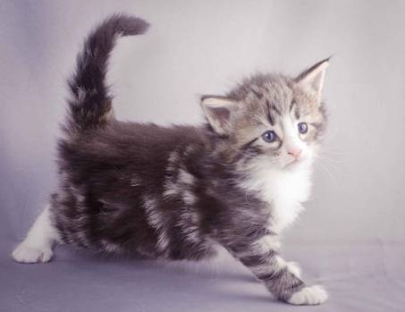 Description: J:\Pictures\M-kull\M-kull_4_weeks\20101217_M-kull_4_weeks_0070.jpg