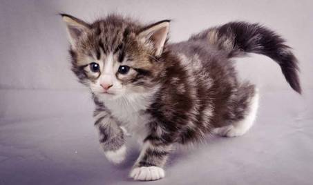 Description: J:\Pictures\M-kull\M-kull_4_weeks\20101217_M-kull_4_weeks_0066.jpg