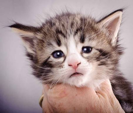 Description: J:\Pictures\M-kull\M-kull_4_weeks\20101217_M-kull_4_weeks_0064.jpg