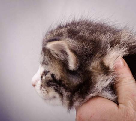 Description: J:\Pictures\M-kull\M-kull_4_weeks\20101217_M-kull_4_weeks_0063.jpg