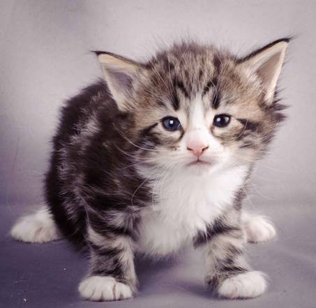 Description: J:\Pictures\M-kull\M-kull_4_weeks\20101217_M-kull_4_weeks_0062.jpg