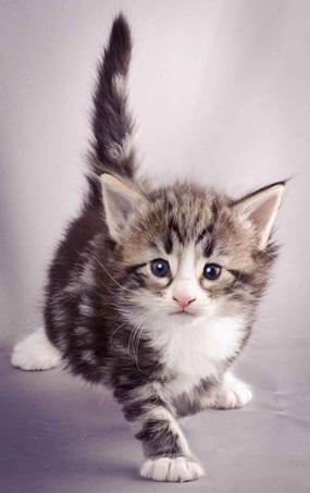 Description: J:\Pictures\M-kull\M-kull_4_weeks\20101217_M-kull_4_weeks_0075.jpg