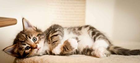 Description: J:\Pictures\M-kull\M-kull_5_weeks\20101224_M-kull_5_weeks_0015.jpg