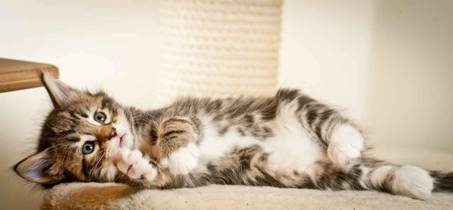 Description: J:\Pictures\M-kull\M-kull_5_weeks\20101224_M-kull_5_weeks_0014.jpg