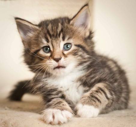 Description: J:\Pictures\M-kull\M-kull_5_weeks\20101224_M-kull_5_weeks_0019.jpg