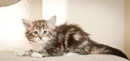 Description: J:\Pictures\M-kull\M-kull_5_weeks\20101224_M-kull_5_weeks_0025.jpg