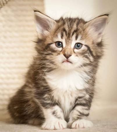 Description: J:\Pictures\M-kull\M-kull_5_weeks\20101224_M-kull_5_weeks_0023.jpg