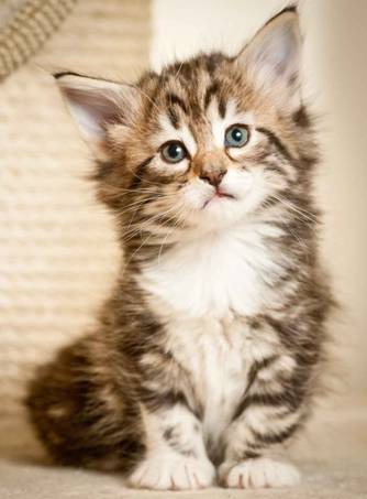 Description: J:\Pictures\M-kull\M-kull_5_weeks\20101224_M-kull_5_weeks_0021.jpg