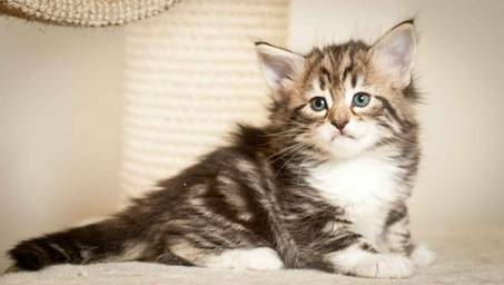 Description: J:\Pictures\M-kull\M-kull_5_weeks\20101224_M-kull_5_weeks_0032.jpg