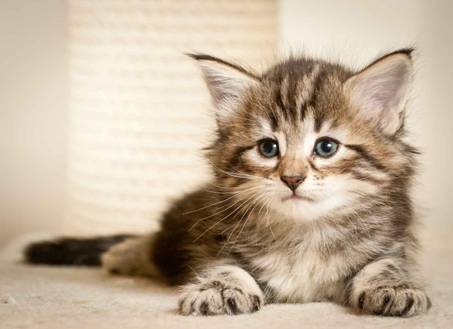 Description: J:\Pictures\M-kull\M-kull_5_weeks\20101224_M-kull_5_weeks_0043.jpg