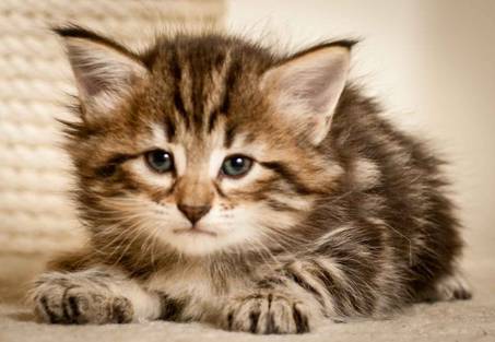 Description: J:\Pictures\M-kull\M-kull_5_weeks\20101224_M-kull_5_weeks_0037.jpg