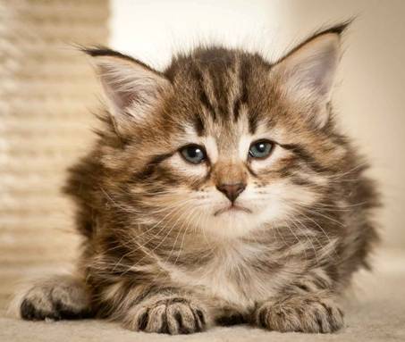 Description: J:\Pictures\M-kull\M-kull_5_weeks\20101224_M-kull_5_weeks_0035.jpg