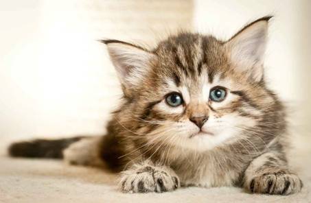 Description: J:\Pictures\M-kull\M-kull_5_weeks\20101224_M-kull_5_weeks_0046.jpg