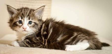 Description: J:\Pictures\M-kull\M-kull_5_weeks\20101224_M-kull_5_weeks_0052.jpg