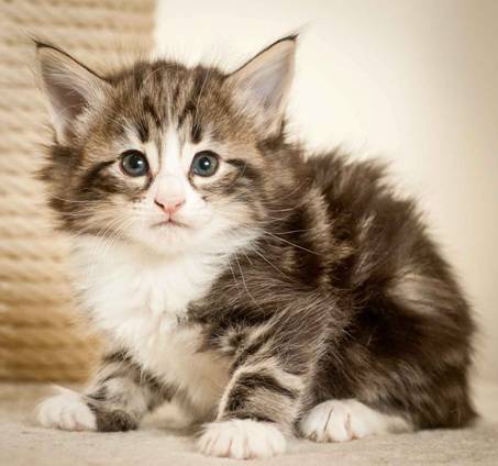 Description: J:\Pictures\M-kull\M-kull_5_weeks\20101224_M-kull_5_weeks_0050.jpg