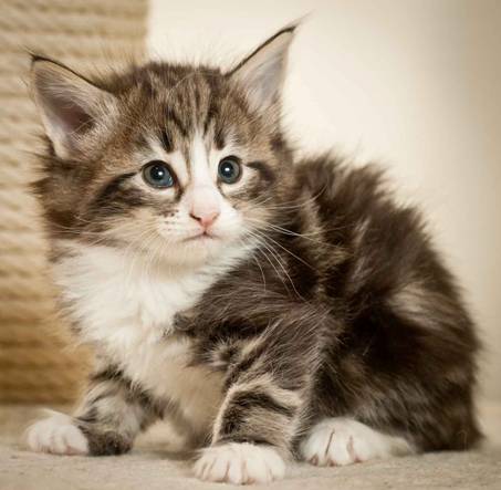 Description: J:\Pictures\M-kull\M-kull_5_weeks\20101224_M-kull_5_weeks_0049.jpg