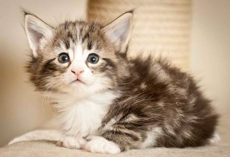 Description: J:\Pictures\M-kull\M-kull_5_weeks\20101224_M-kull_5_weeks_0062.jpg