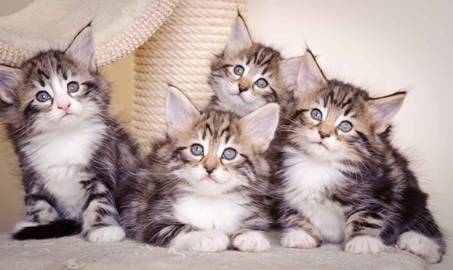 Description: J:\Pictures\M-kull\M-kull_6_weeks\20101231_M-kull_6_weeks_0074.jpg